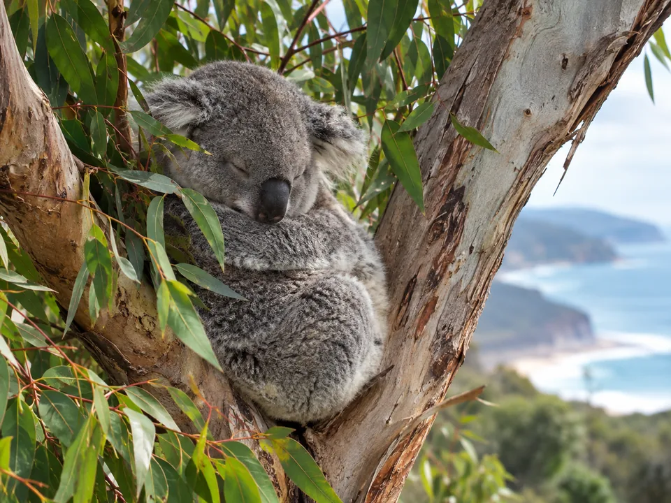 A wild koala asleep in the fork of a eucalyptus tree
