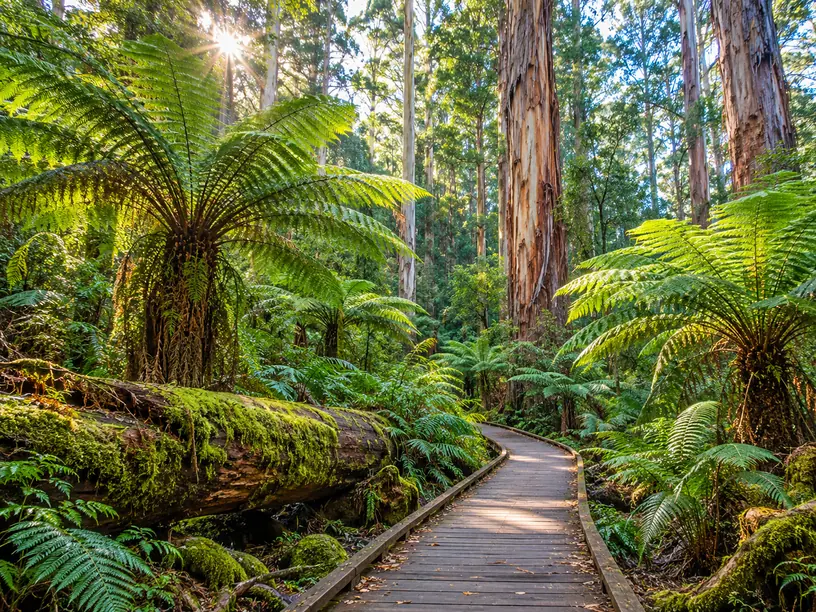 Tall tree ferns and mountain ash in a green rainforest gully